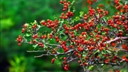 Плоды боярышника кроваво-красного
