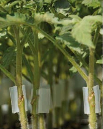 Граундфорс F1 семена подвоя (Sakata / Саката)