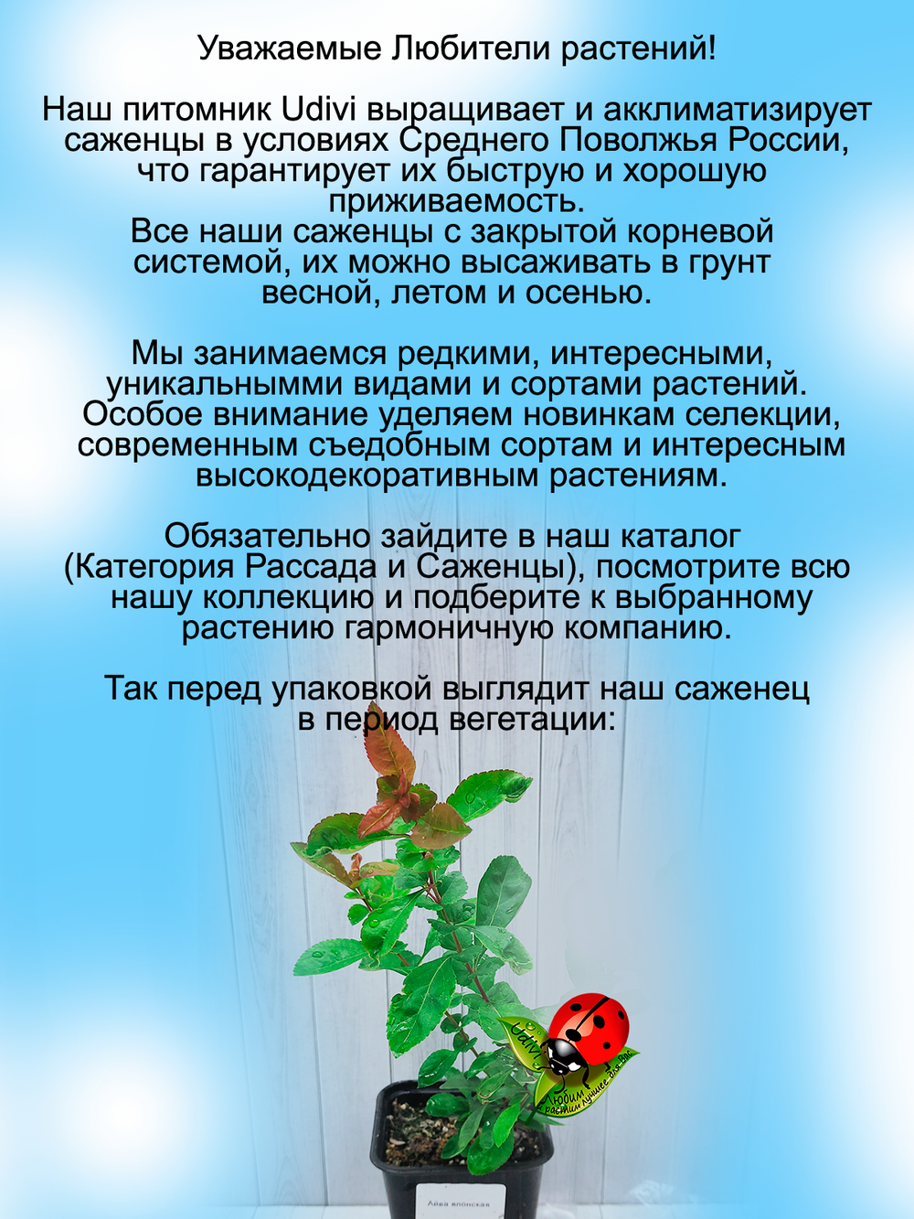 Айва японская Красная Хеномелес съедобная