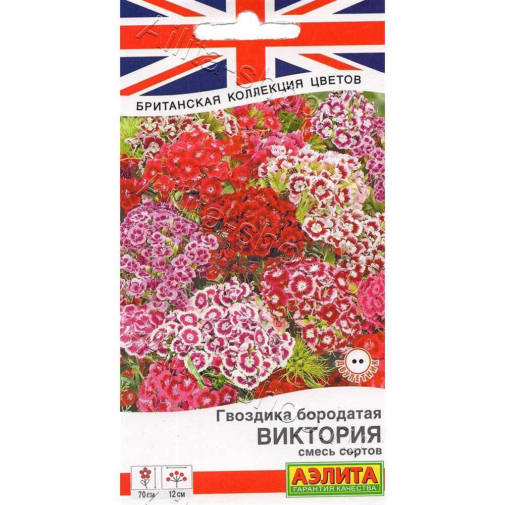 Гвоздика Виктория Аэлита Ц