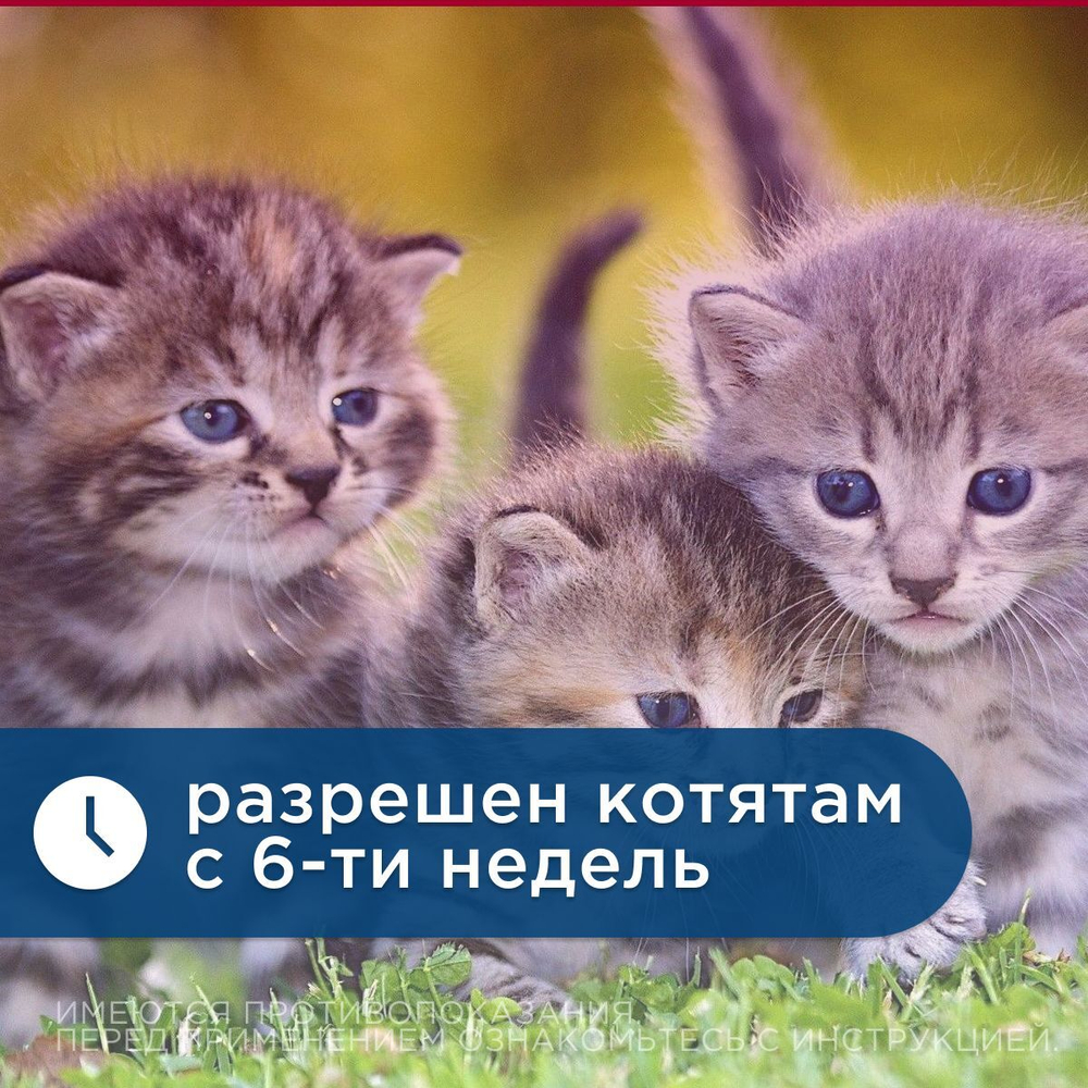 Таблетки против гельминтов Мильбемакс глистогон для кошек до 2кг и котят