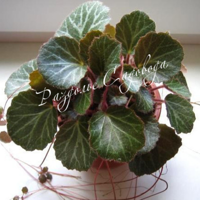 Камнеломка плетеносная