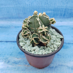 Astrophytum Myriostigma "Hakujo Fukuryu"  (Астрофитум)