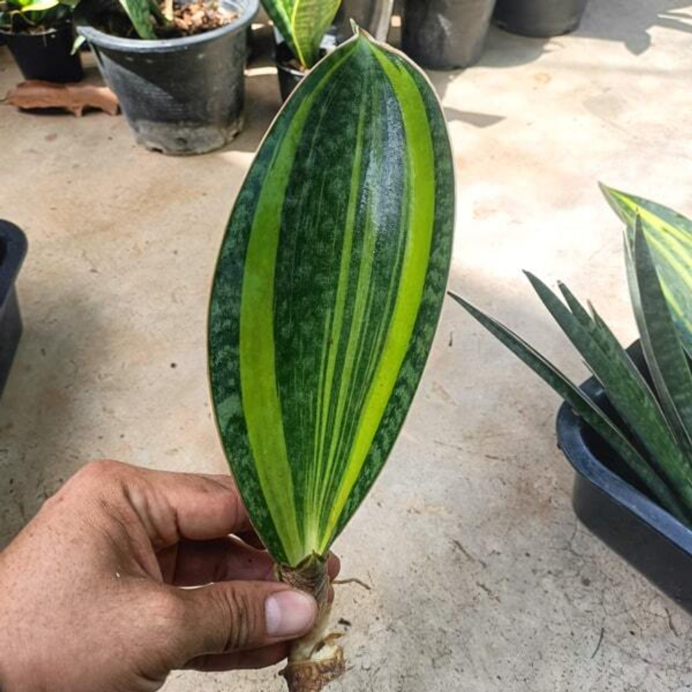 Сансевиерия WHALE FIN VAR