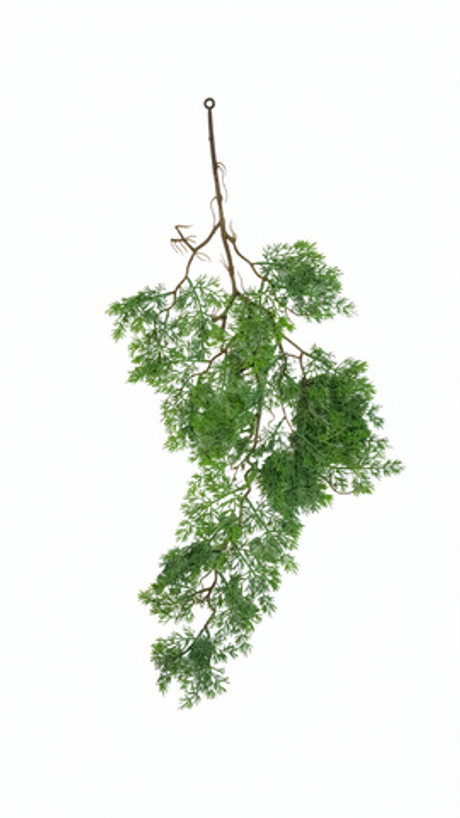 Ветка сосны