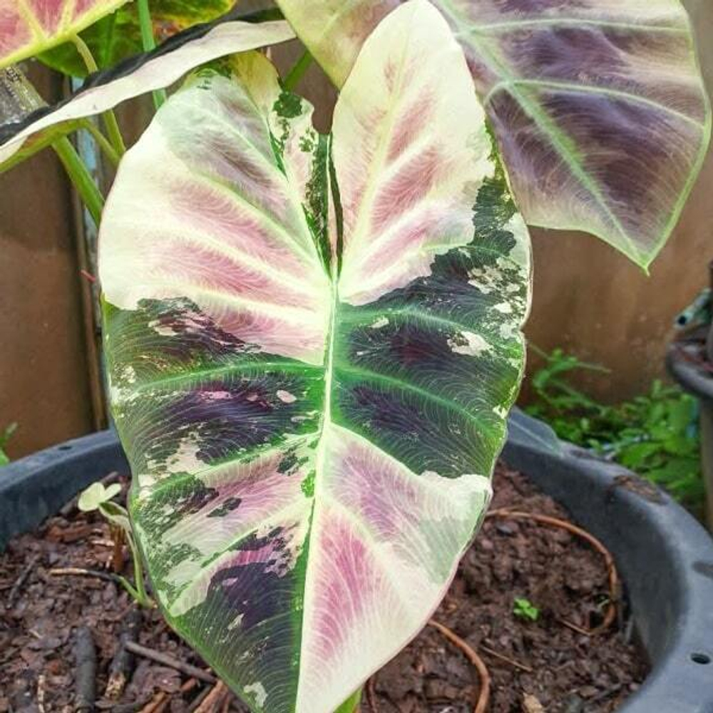 Колоказия MANGOUSTEEN