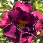 Адениум обесум TAIWAN PURPLE