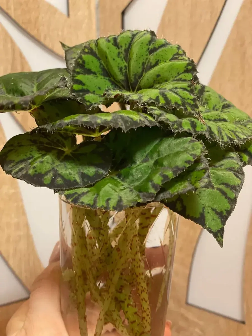 Бегония тигровая Бауэра свежий срез растения для укоренения 2листа 10-20 см