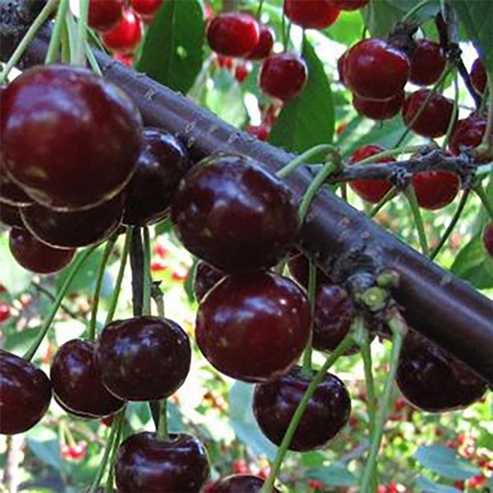 Вишня дюк Ивановна С5 Закупка М69 июнь 2026