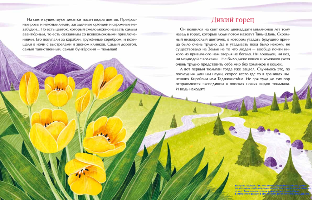 Тюльпан. Цветок султанов и мельников