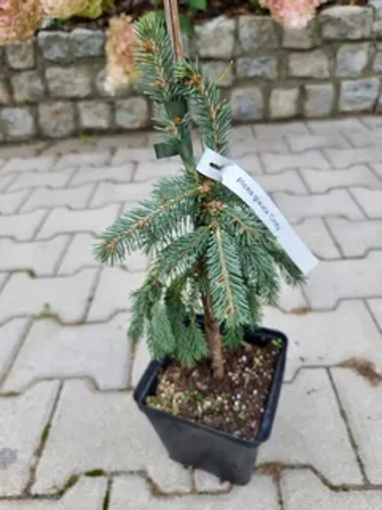 Ель глаука Синди Новинка С5 20-30 см Закупка М49 весна 2026