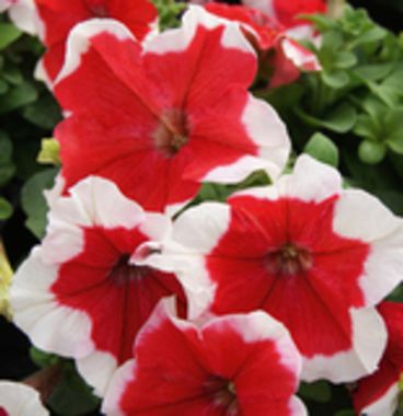 S6099 Петуния кустовая Multiflora MIRAGE RED PICOTEE 100 шт.