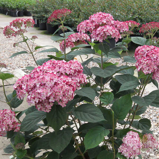 Гортензия древовидная Руби Аннабель Р9 Закупка М59 июнь 2026