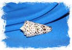 Conus thalassiarchus, Конус талассиаркус