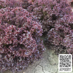 Солос семена салата лолло росса (Bejo / Бейо)