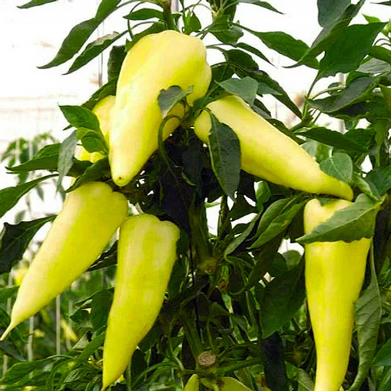 ПИРУЭТ F1 семена перца сладкого Syngenta цена – фото 2