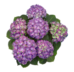 «Свит Липс Пурпл» ("Sweet Lips Purple") Гортензия крупнолистная июль 2025 г.