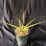 Сансевиерия GRACILIS HYBRID VAR