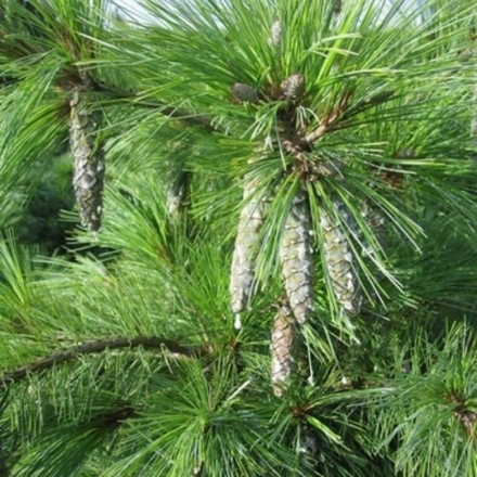 Сосна Шверина Витхорст С10 40-60