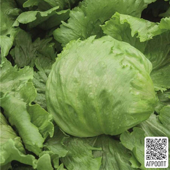 Лектрис семена салата айсберг (Bejo / Бейо)