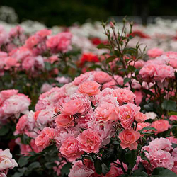 Роза Жардин де Франс штамб 130 см Закупка М21 весна 2026