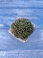 Mammillaria Painteri (Маммилярия)