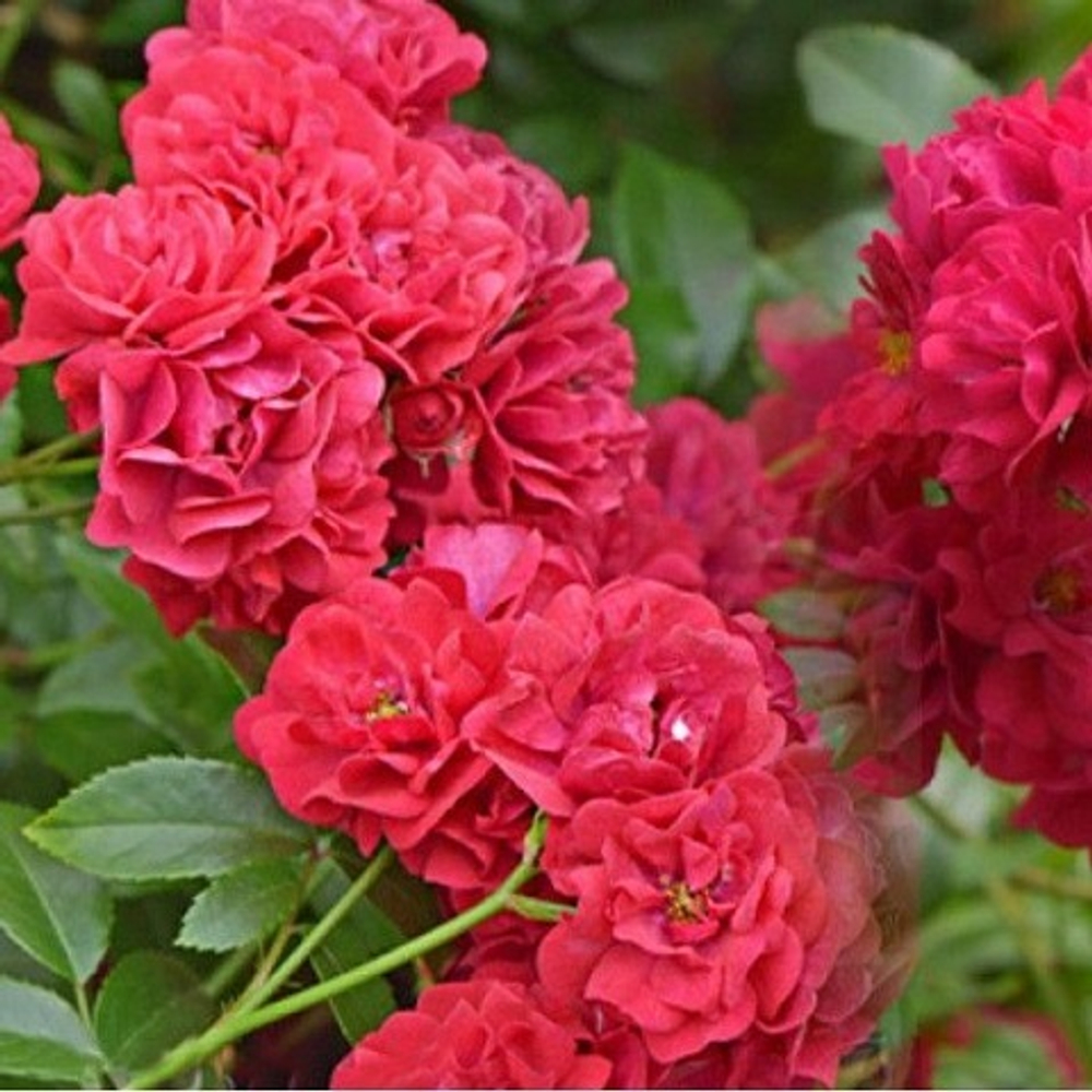 Роза почвопокровная Fairy Dance