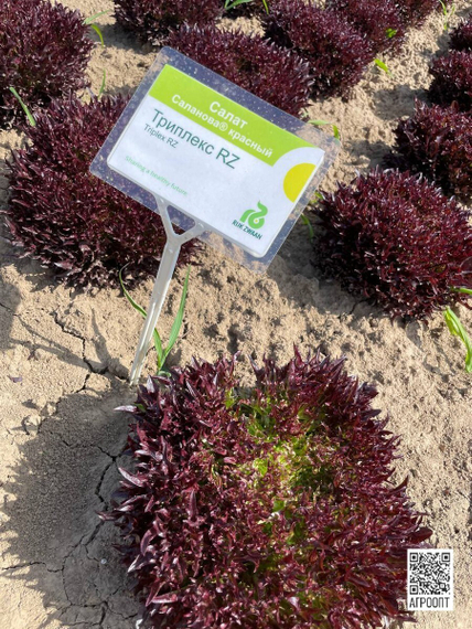 Триплекс семена салата хрустящего с сильно рассеченным листом (Rijk Zwaan / Райк Цваан) в поле – фото 11