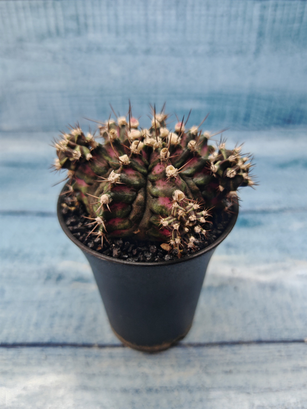 Gymnocalycium T-Rex Pink hybride (Гимнокалициум)