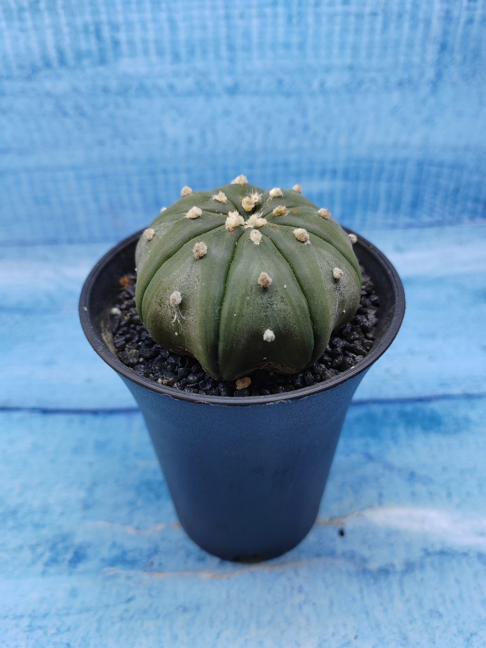 Astrophytum Asterias (Астрофитум)