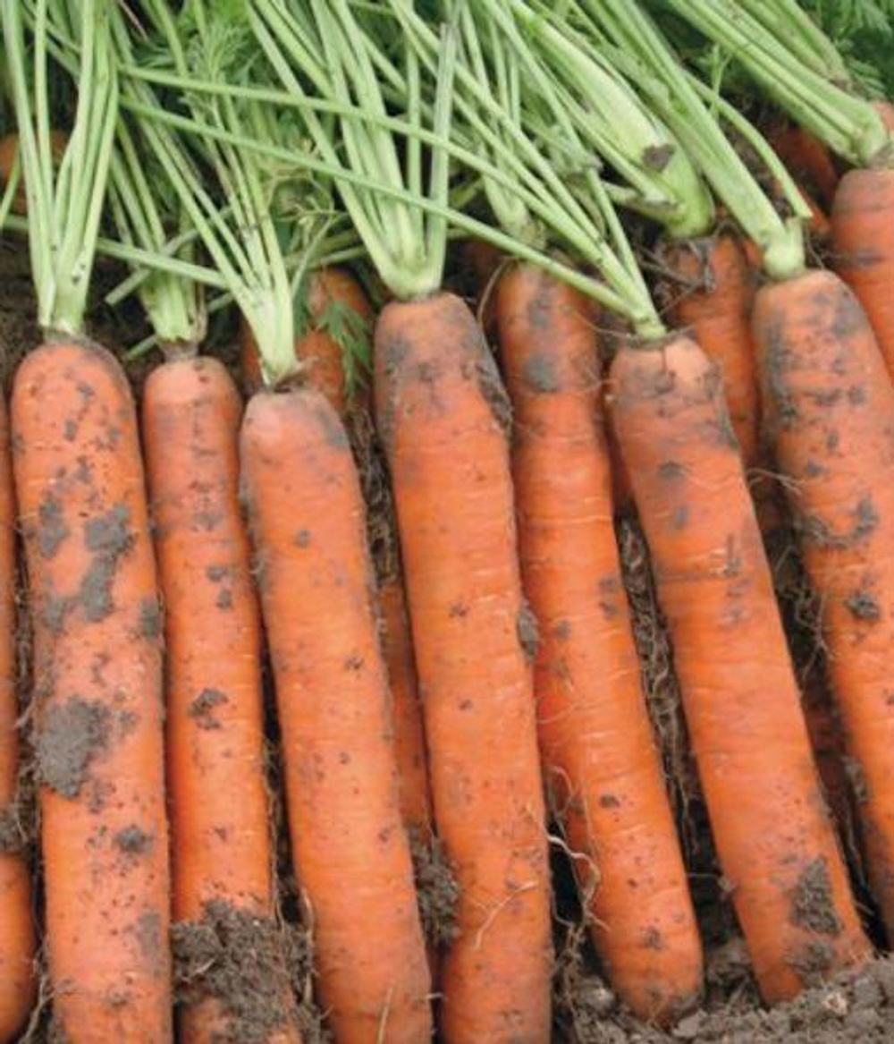 Cемена моркови Наполи F1, Bejo, 0,5 гр.