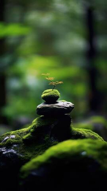 Индивидуальная консультация начинающего психолога