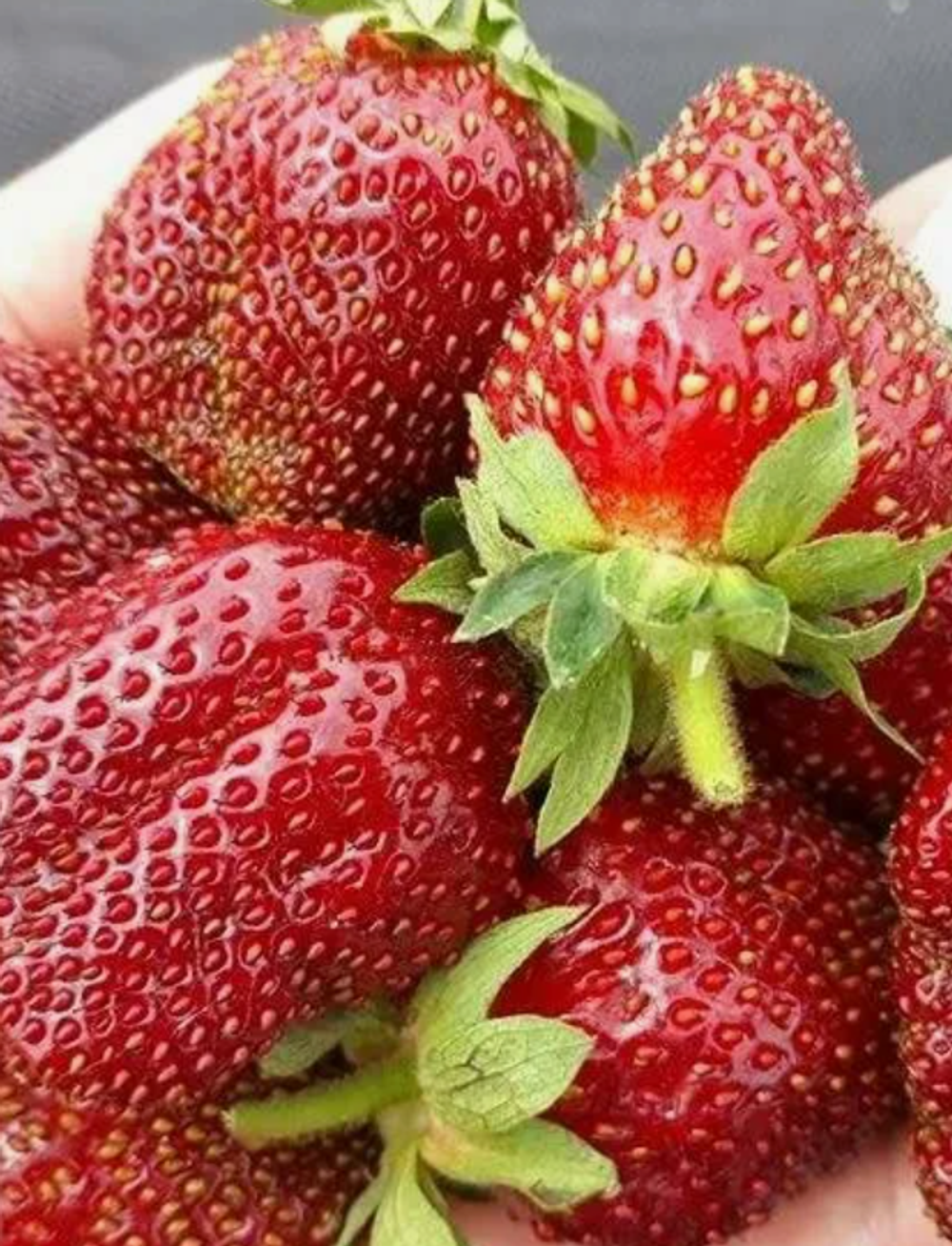 Клубника Мария рассада в контейнере 0,5л