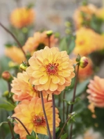 Георгин декоративный Грейслэнд