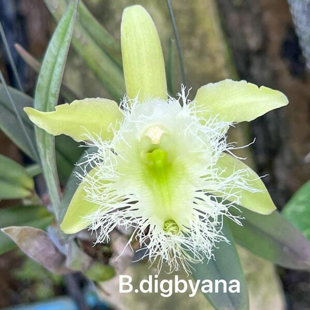 Орхидея брассавола B. DIGBYANA