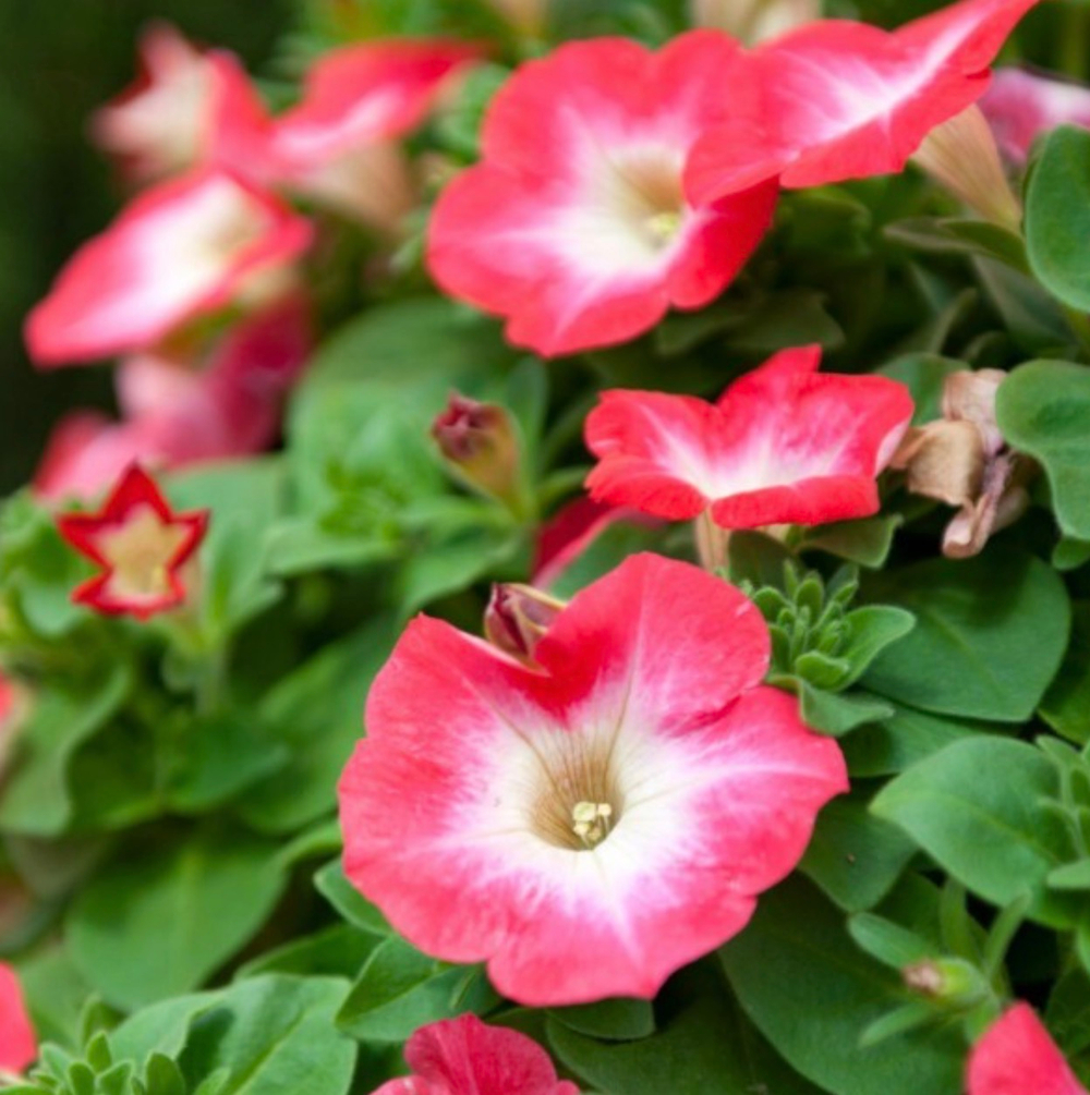 Петуния SURFINIA CORAL MORN