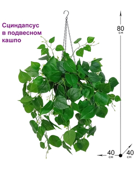 Филодендрон в подвесном кашпо