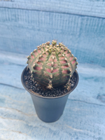 Gymnocalycium T-Rex Pink hybrid (Гимнокалициум T-rex)