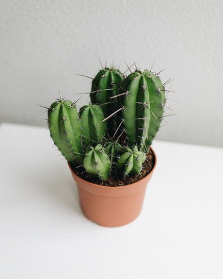 Кактус Цереус