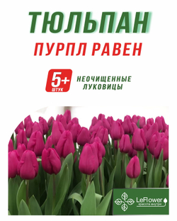 Тюльпан Луковица, Пурпл Равен, 5+ шт