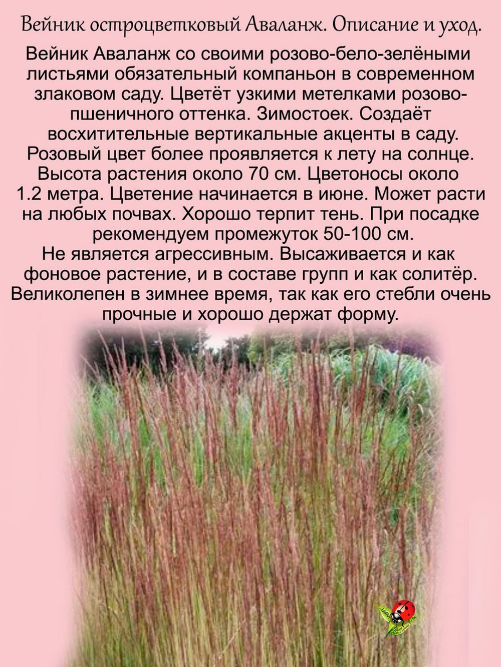 Злак Вейник Аваланж остроцветковый многолетник