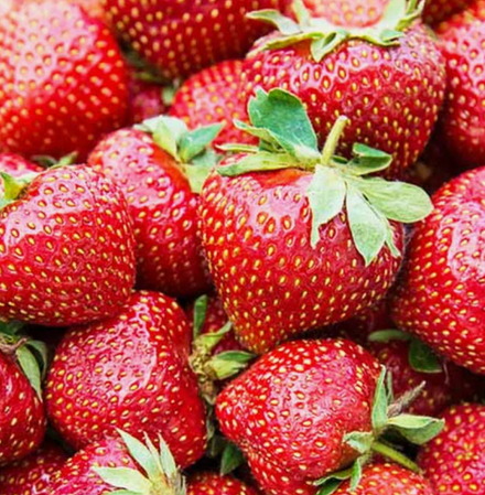 Клубника Фейт рассада меристема