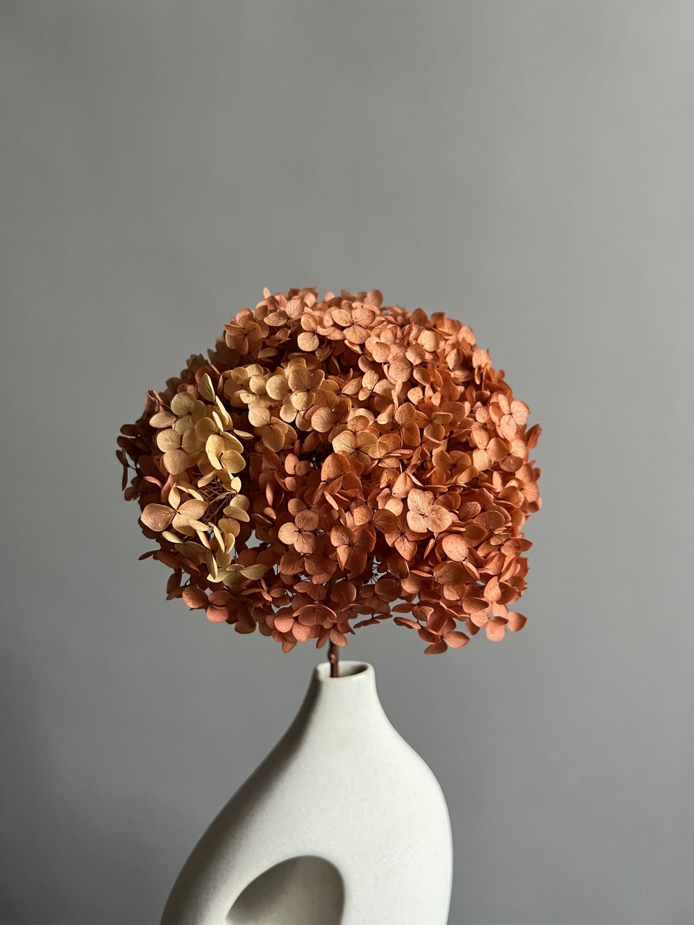 Гортензия стабилизированная охра