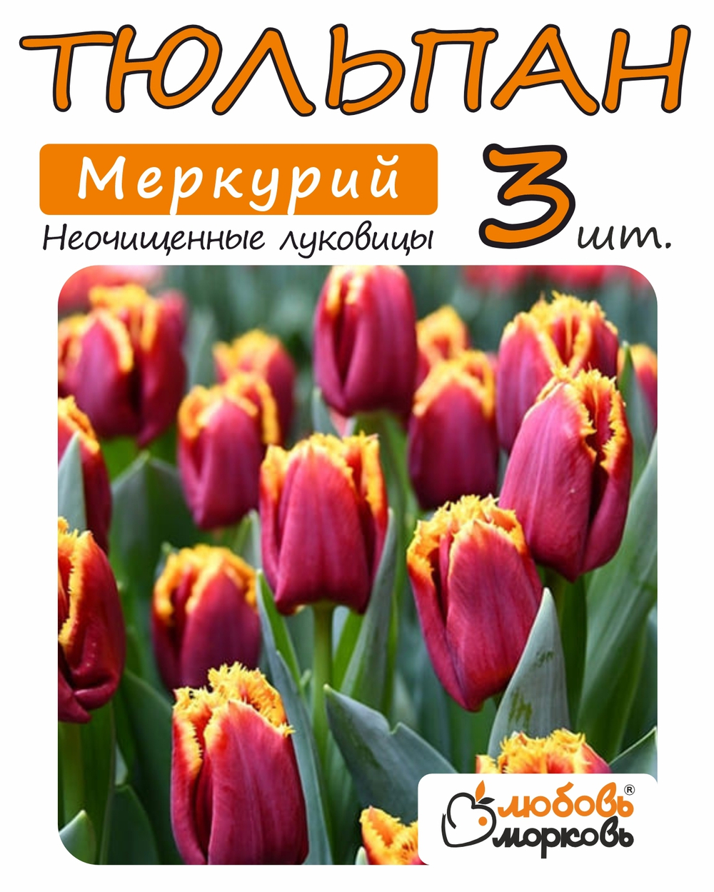 Тюльпан Луковица, Меркурий, 3+  шт