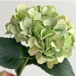 Вайнер  силиконовый лист Гортензии от Академии ClayCraft by DECO™