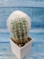 Espostoa Melanostele (Эспостоа)
