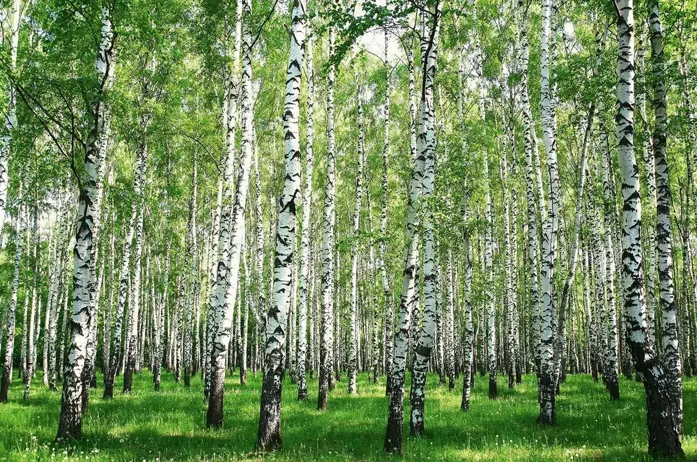 Фотообои Vostorg № 287 Березовая роща 392х260см