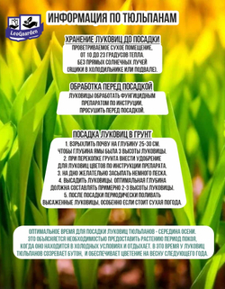 Тюльпан Луковица, Микс сортов 12 шт, разбор крупный
