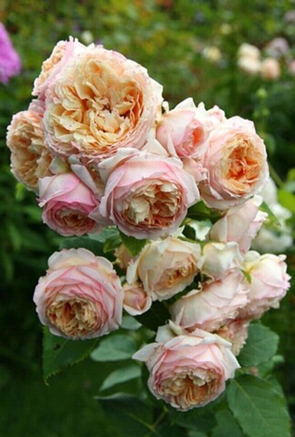 Роза Шарль де Нерво