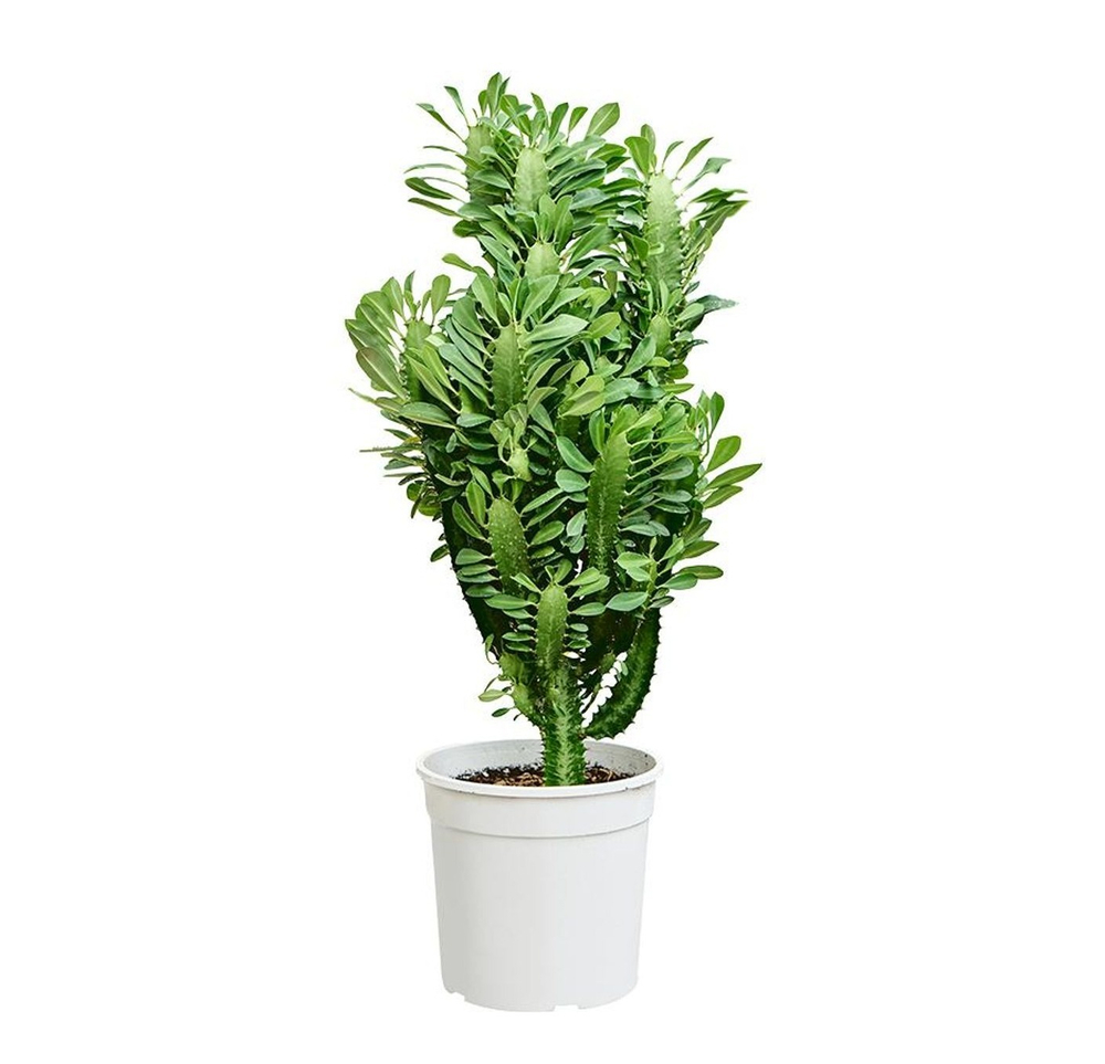 Эуфорбия 4-реберная